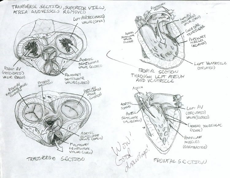 Human Heart Diagram a diagram of the human heart had to do it for my anatomy 