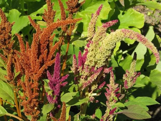 Photobucket Image Hosting