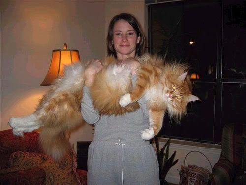 Big Ginger Cat