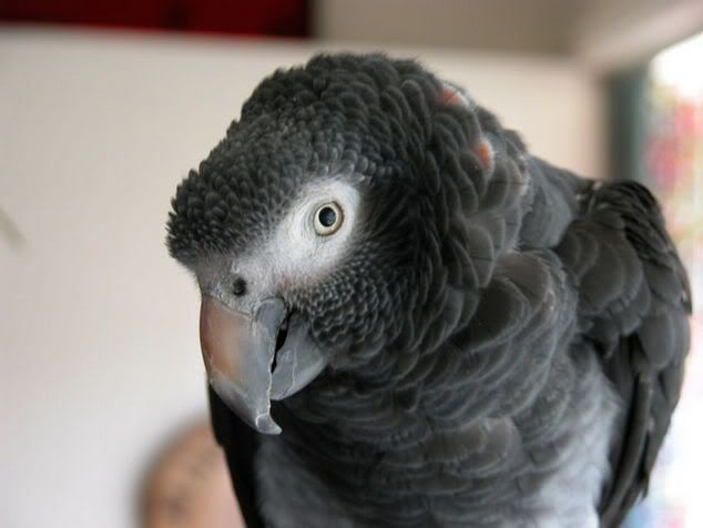 Gracie.jpg