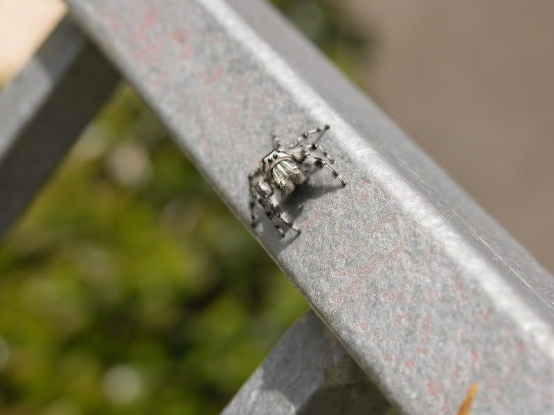 Spider0002.jpg