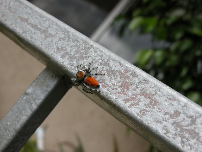 Spider0006.jpg