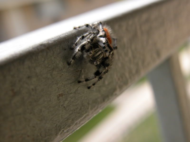Spider0011.jpg