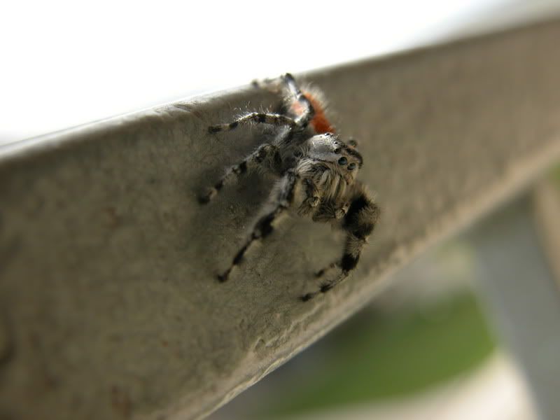 Spider0012.jpg