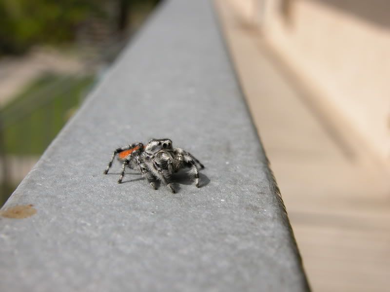 Spider0017.jpg