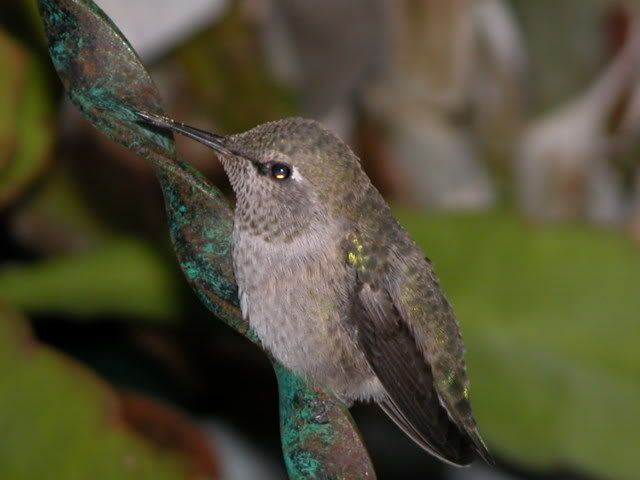image0003A.jpg