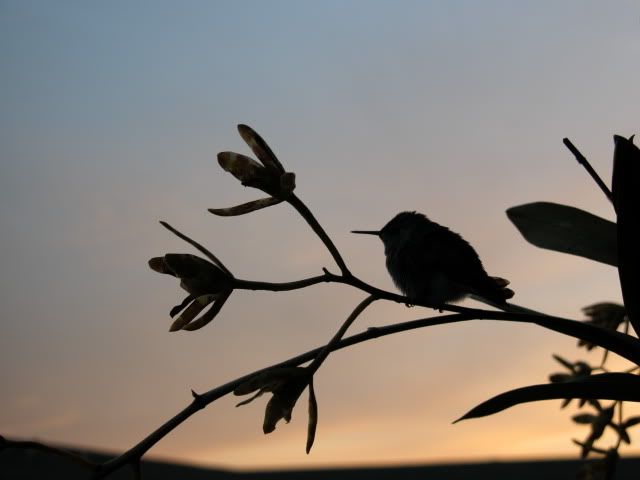 image0031.jpg