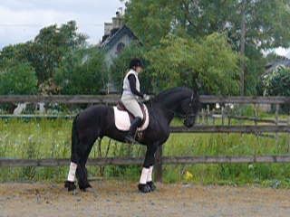 Dressyrfilmer060628005.jpg