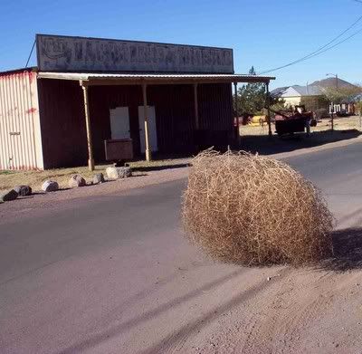 tumbleweedsized.jpg