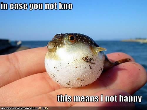Angrypufferfish.jpg