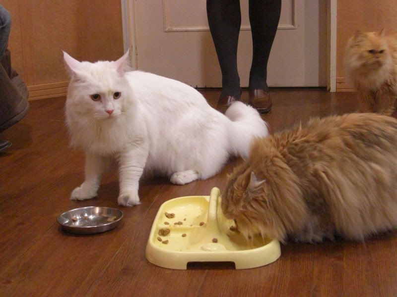 Katinka Katt og Tonje Katt koser seg med middagen