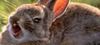 bunny2.jpg