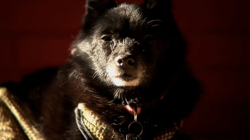 dog.jpg