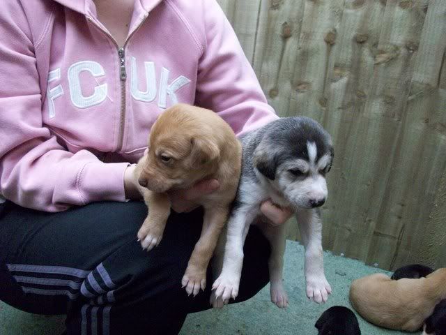 pups004.jpg