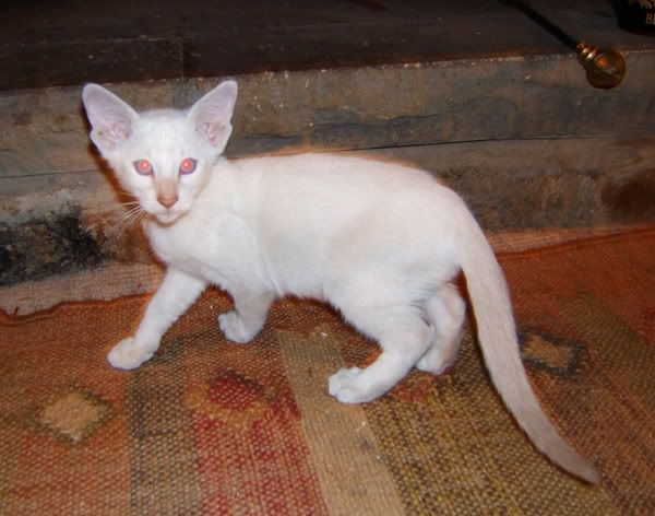 IMAGE(http://img.photobucket.com/albums/v343/DogRose/Kitty045.jpg)