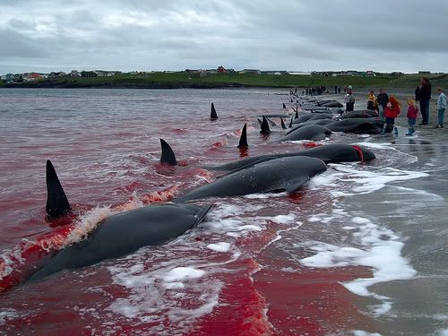 Dolphin Massacre Denmark