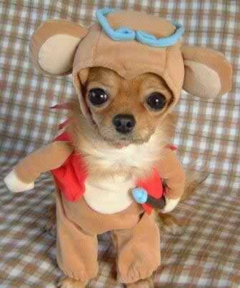 Ewok? Ewok?