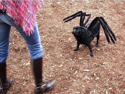 Spider Dog Spider Dog