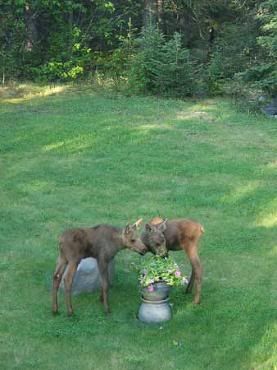 374-Moose-calves-yard-4-277-x-370.jpg