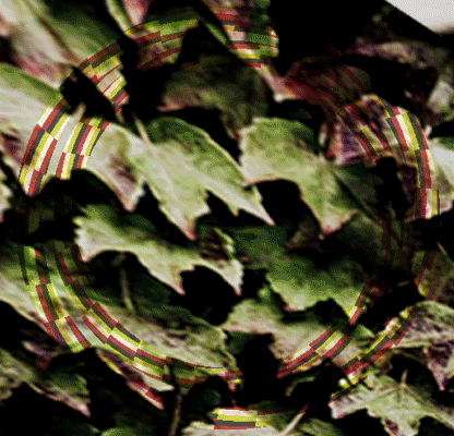 n the shrubberies