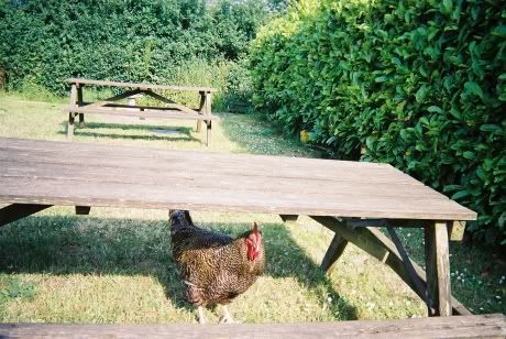 The cockerel from the pub garden at Horsey Mere. We named him Claude