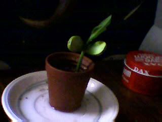Baby plant