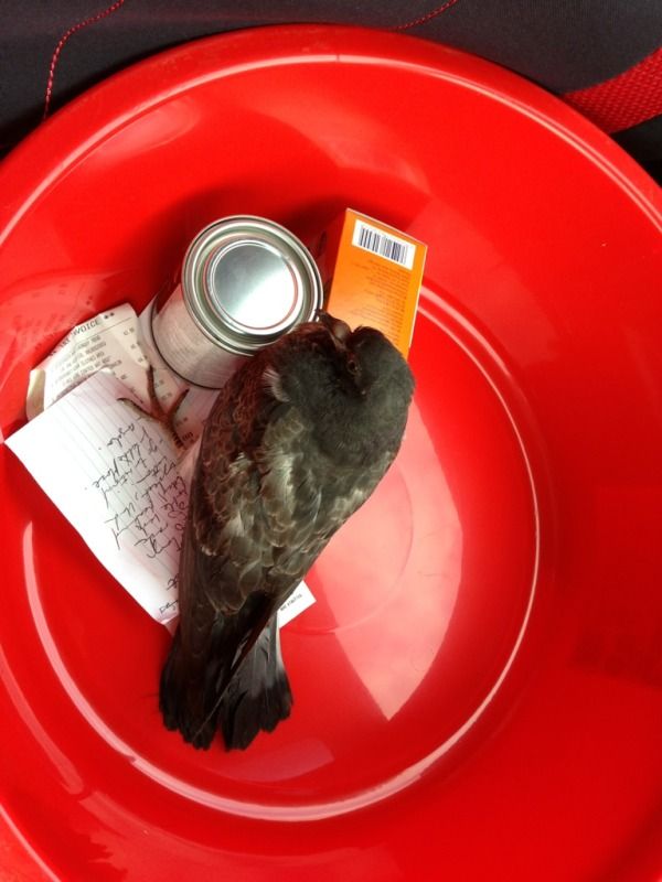 dark grey pigeon in a red basin