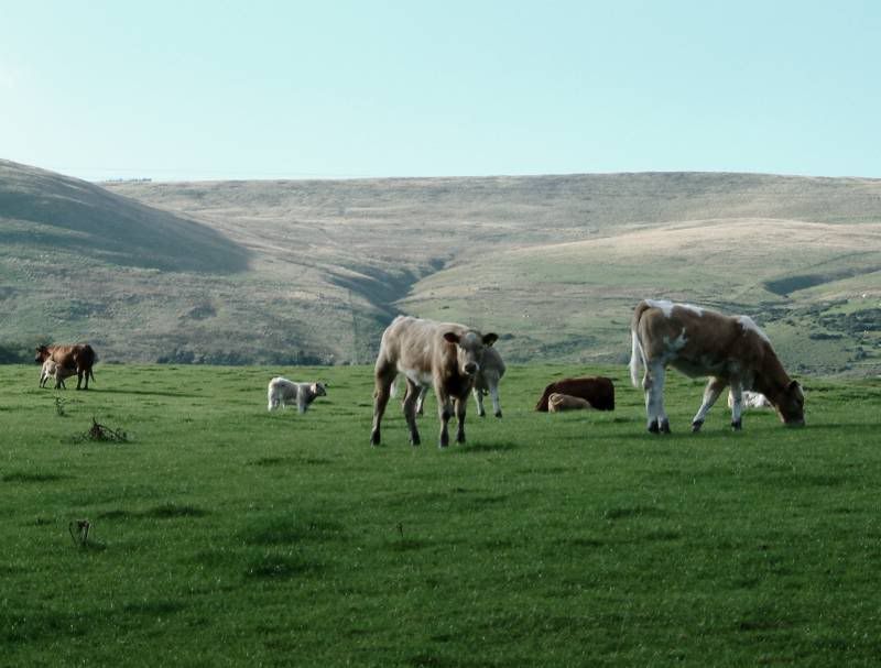 IMAGE: http://img.photobucket.com/albums/v344/weejoe/DSCF0022sml.jpg