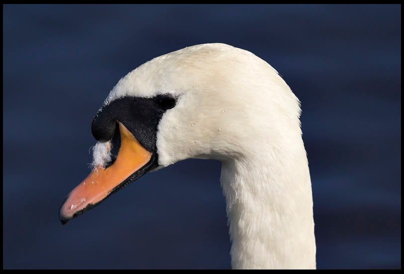 IMAGE: http://img.photobucket.com/albums/v344/weejoe/IMG_3571.jpg