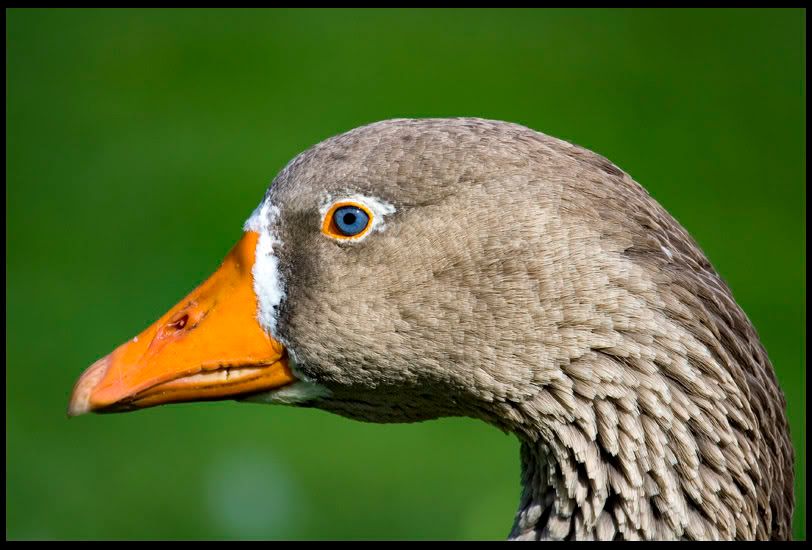 IMAGE: http://img.photobucket.com/albums/v344/weejoe/IMG_3600.jpg