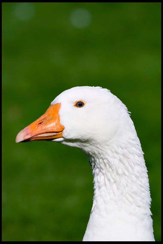 IMAGE: http://img.photobucket.com/albums/v344/weejoe/IMG_3692.jpg