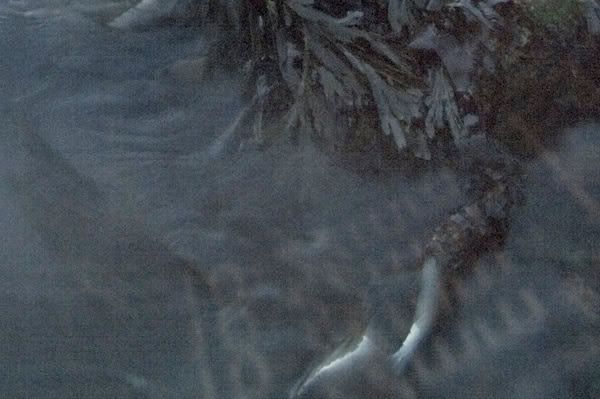 IMAGE: http://img.photobucket.com/albums/v344/weejoe/IMG_4007-1.jpg