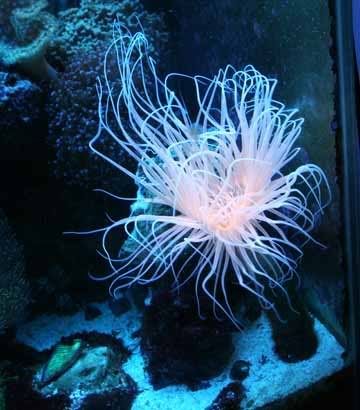 Tube Anemone