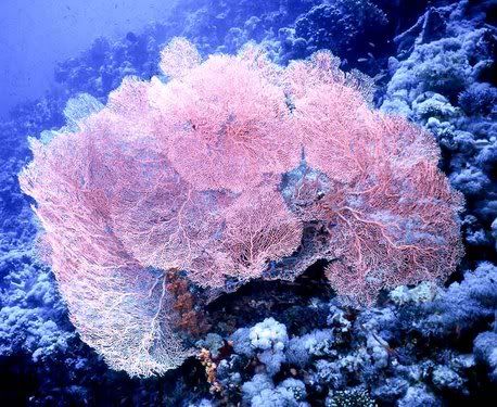 LargePurpleSeafan.jpg
