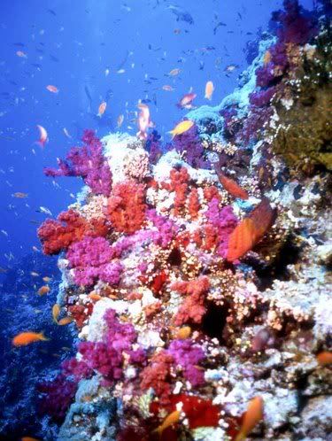 SoftCoralWall.jpg
