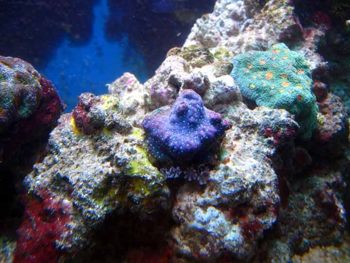 Unknownpurple_zps81347141.jpg