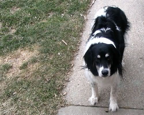 IMAGE: http://img.photobucket.com/albums/v345/Sort1/sharpresized.jpg