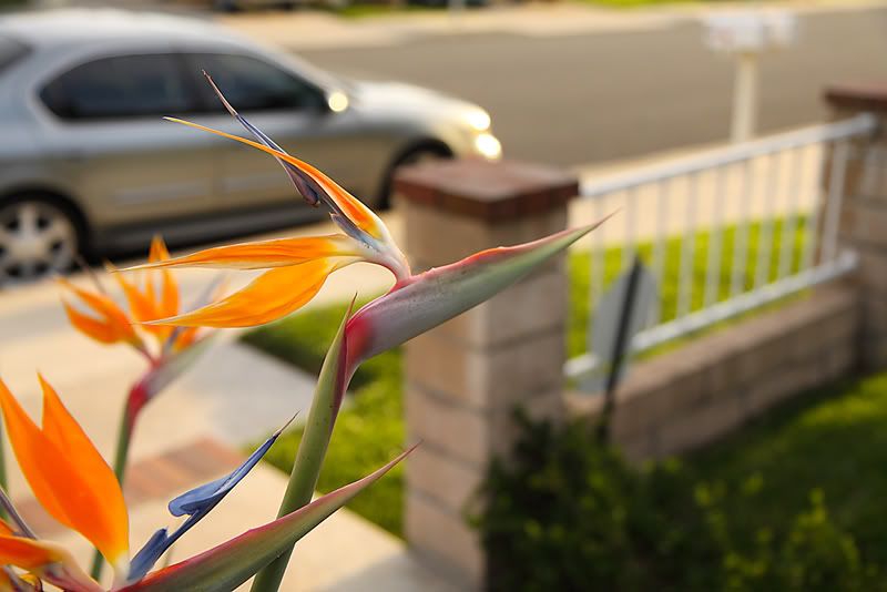 IMAGE: http://img.photobucket.com/albums/v345/zsolo/Canon/2011_02_05_JT/DPP_0032.jpg