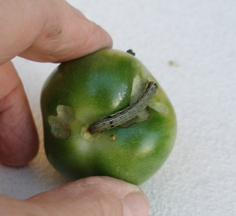 Worms In Tomatoes