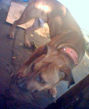 gamebred dogs for sale