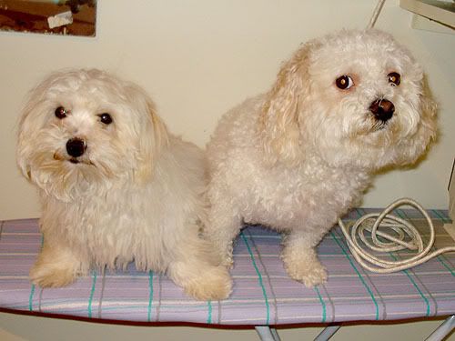 Jasper and Baxter - Dogs