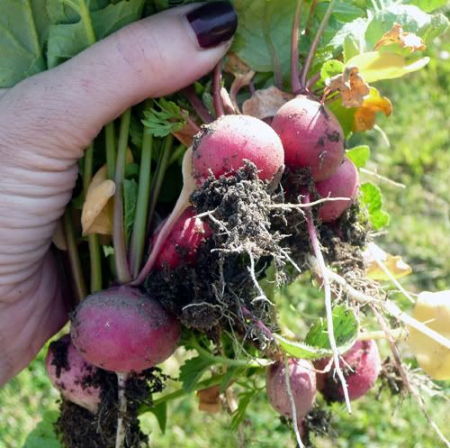 radishes