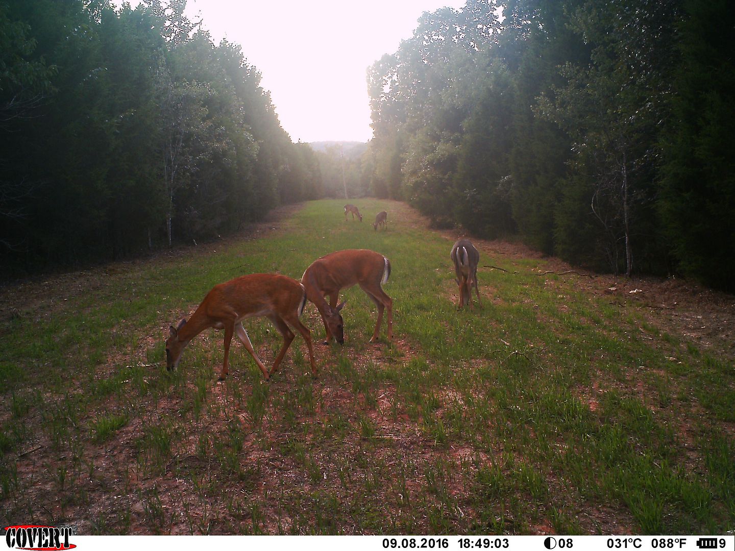 cougar sighting in Dickson County.... on my camera Tennessee Hunting