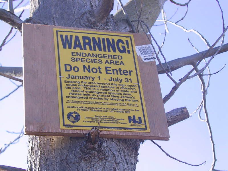 Trees Have Rights granted by the govt.
