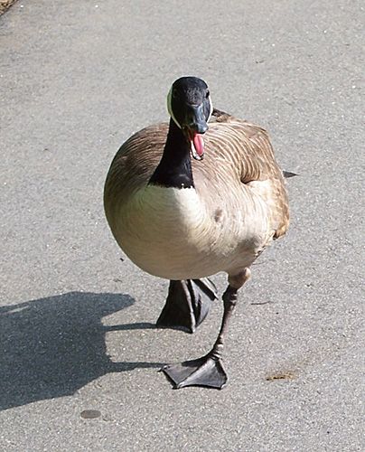 Running Goose