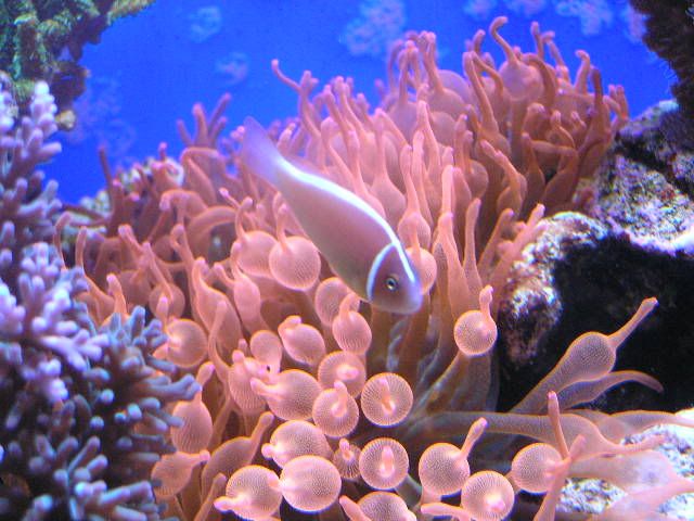 corals2010.jpg