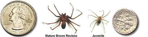 img_Brown-Recluse-Spider-Picture_qu.jpg