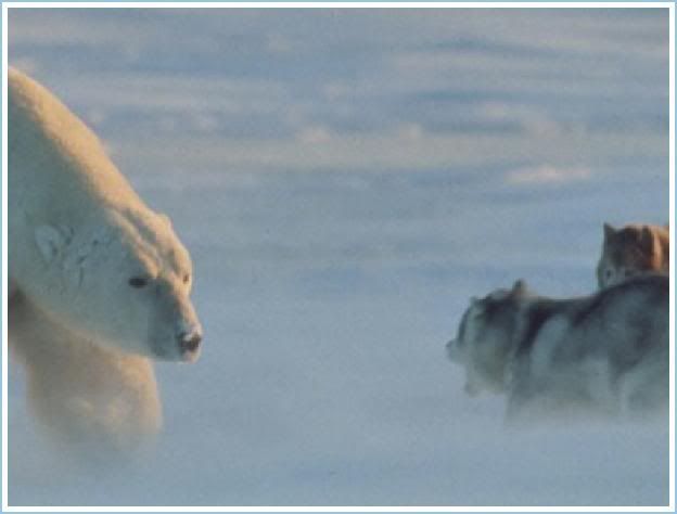 polar bear approach