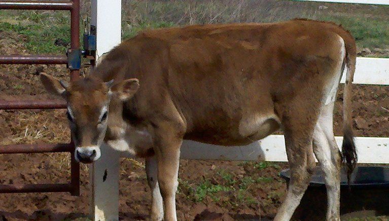 I need some advice on two Jersey Calves and their condition - Cattle