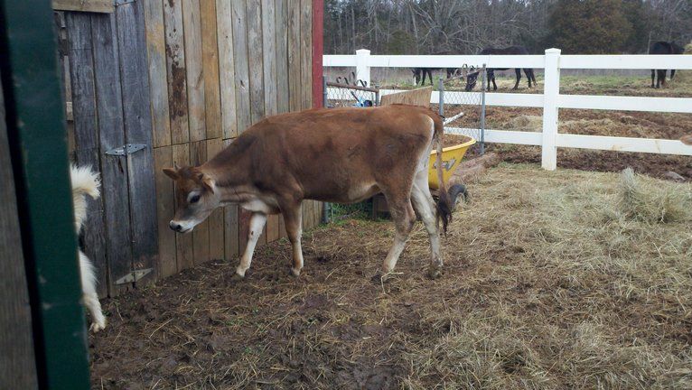 I need some advice on two Jersey Calves and their condition - Cattle
